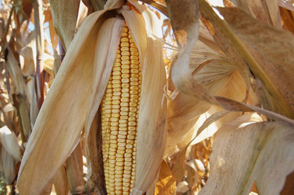 Zbog suše rod kukuruza prepolovljen