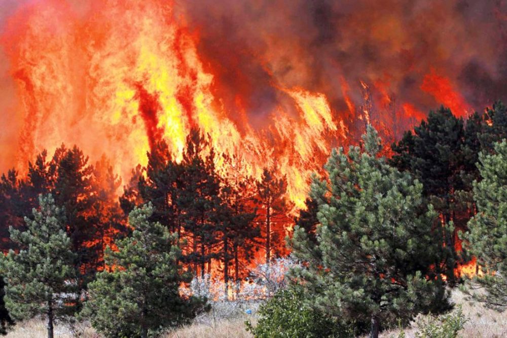 Gori šuma na Rodosu, požar podmetnut