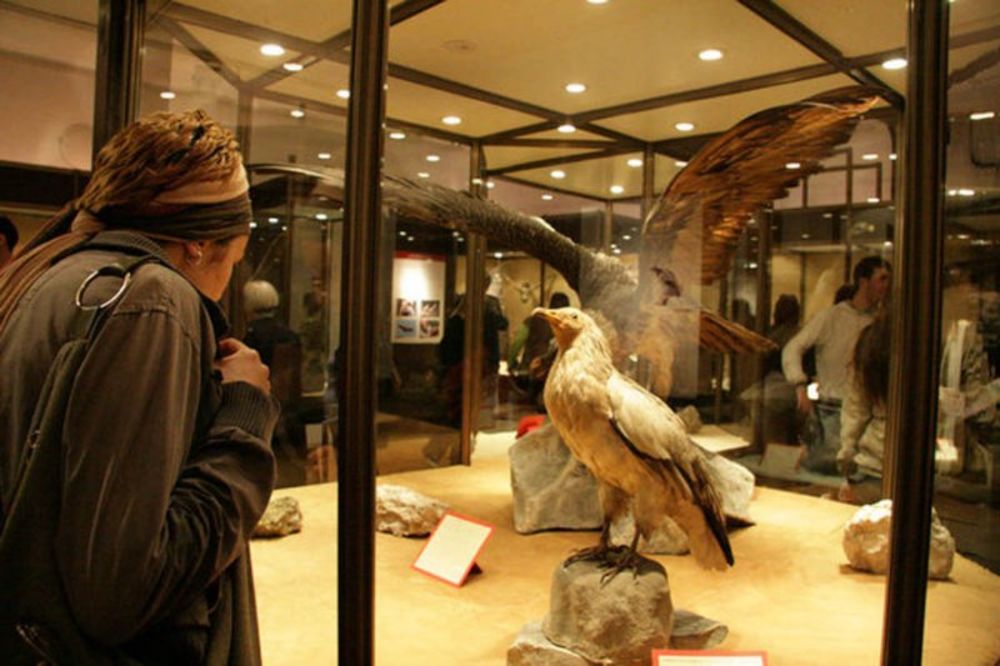 Izložba noćnih životinja u Prirodnjačkom muzeju