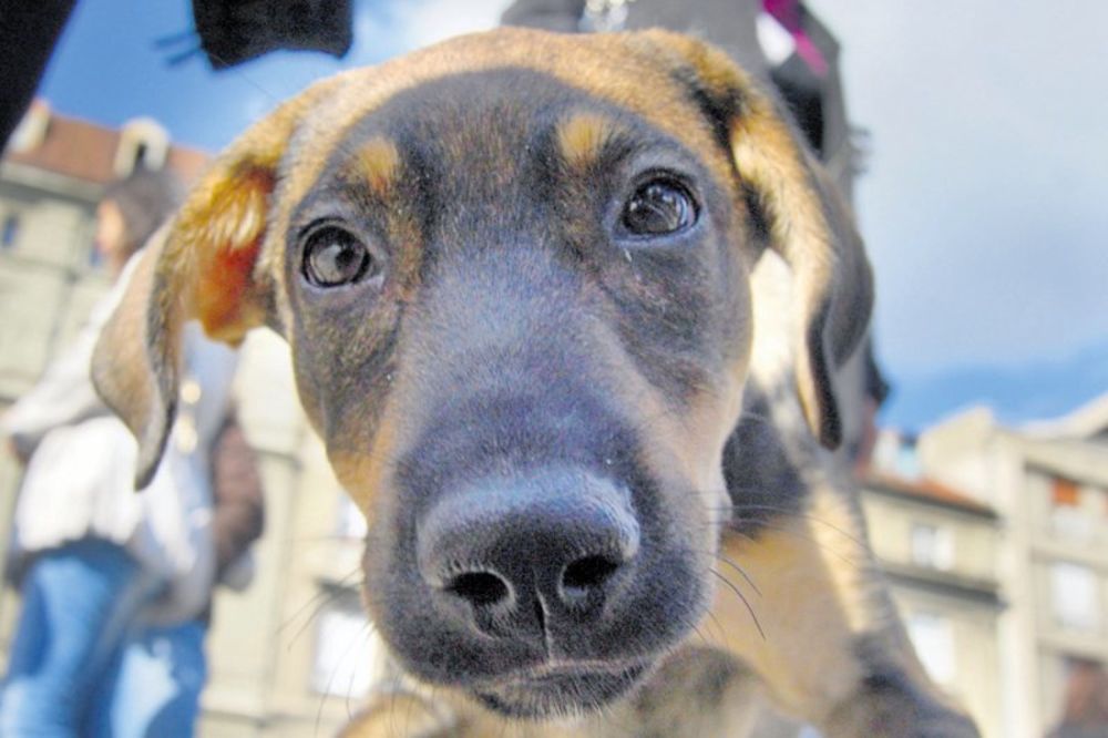 KOMADALI ŽIVOTINJE: Dileri švercovali drogu u psima
