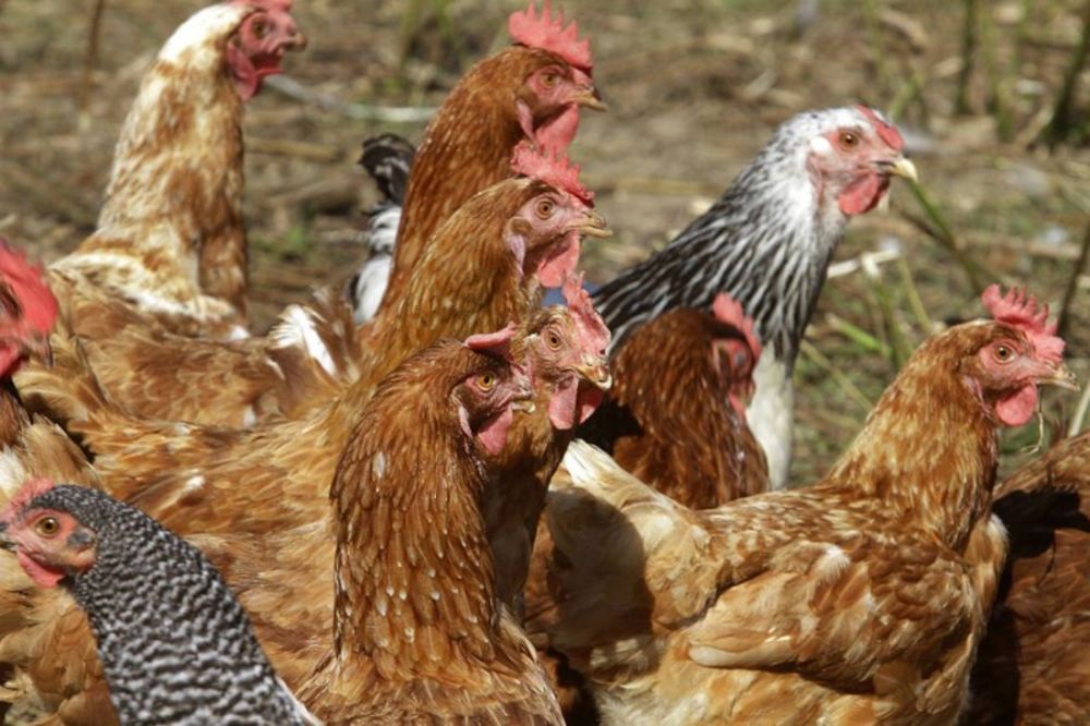 SAJBER TURČIN: Kad okrene telefon, nahrani kokoške