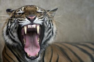 Šangaj: Tigar rastrgao čuvara u Zoo vrtu