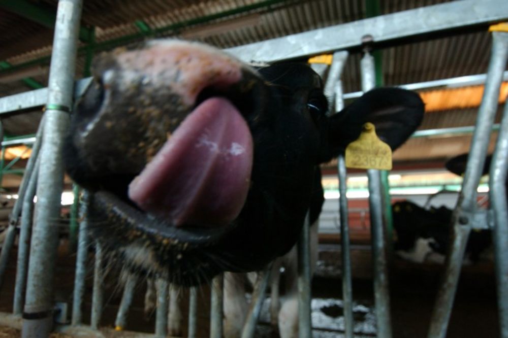 PKB krave u stresu zbog vrućina