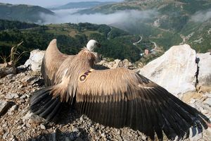 Uroš Nejaki avionom se vraća kući!