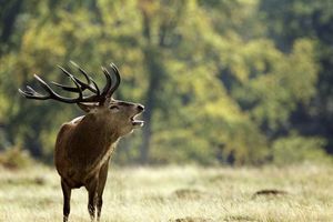ŠIROKO: Beograđanin keširao 5.000 evra da odstreli jelena kapitalca!