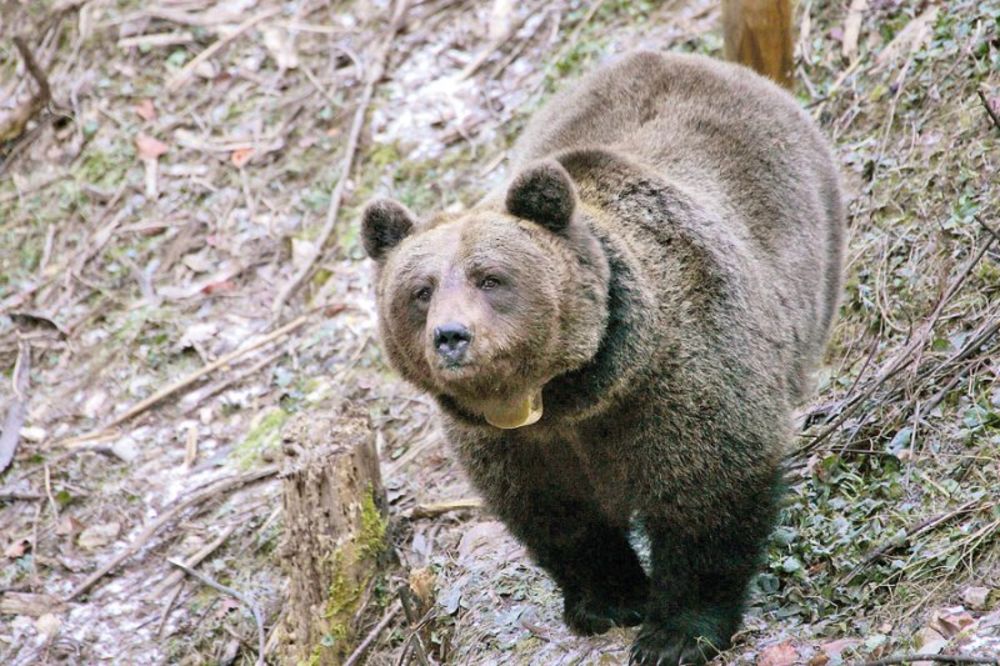 Bliski susret: Medved ušetao u vranjsko selo
