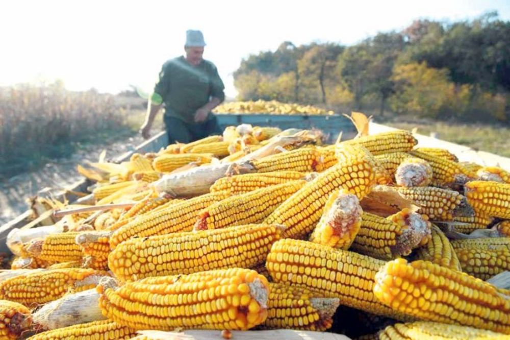 Alfatoksinom zaraženo sedam odsto kukuruza