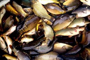 Prijava zbog pomora ribe u Aleksandrovačkom jezeru