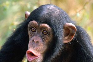 SUD ODLUČIO: Šimpanze nisu pravna lica!