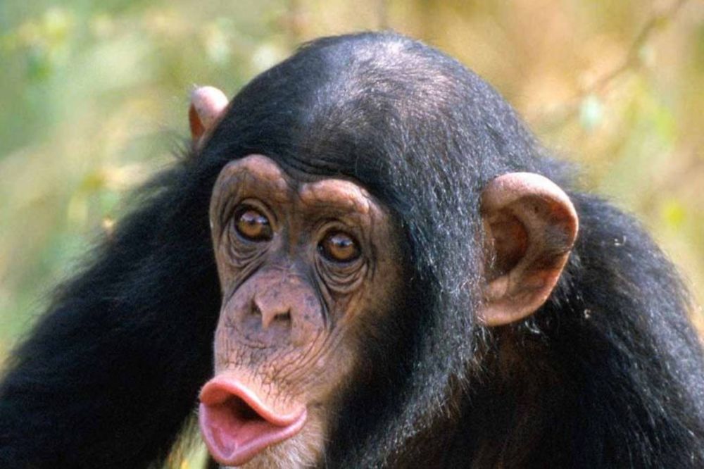 NISMO MAJMUNI: Prvi čovek ni nalik današnjoj šimpanzi