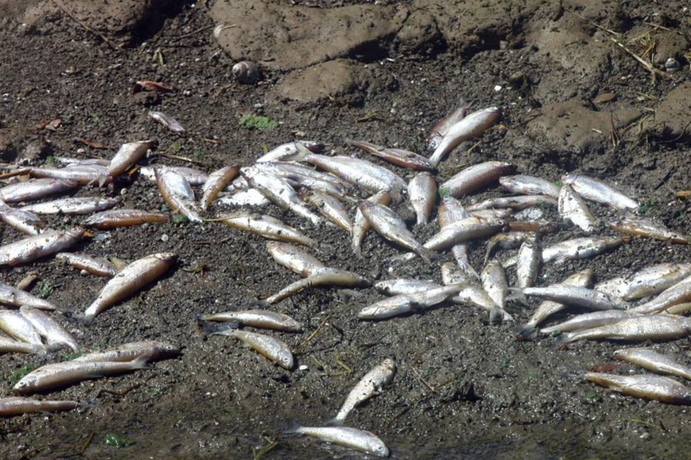 Iz Toplice izvađeno 7.500 uginulih riba