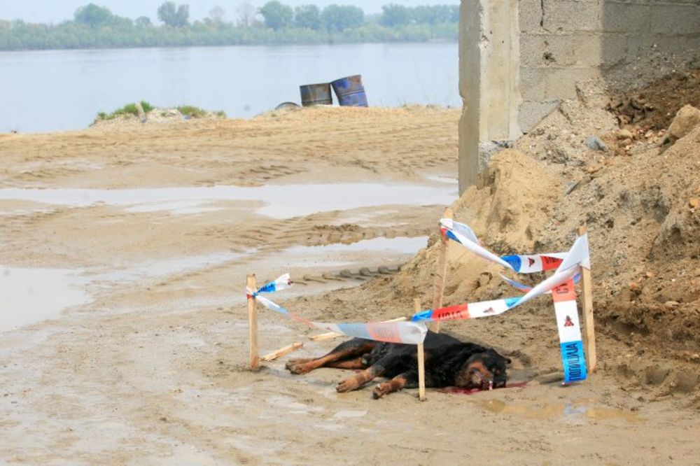 BEZDUŠNI DIVLJACI: U Hrvatskoj deca mučila psa do smrti!