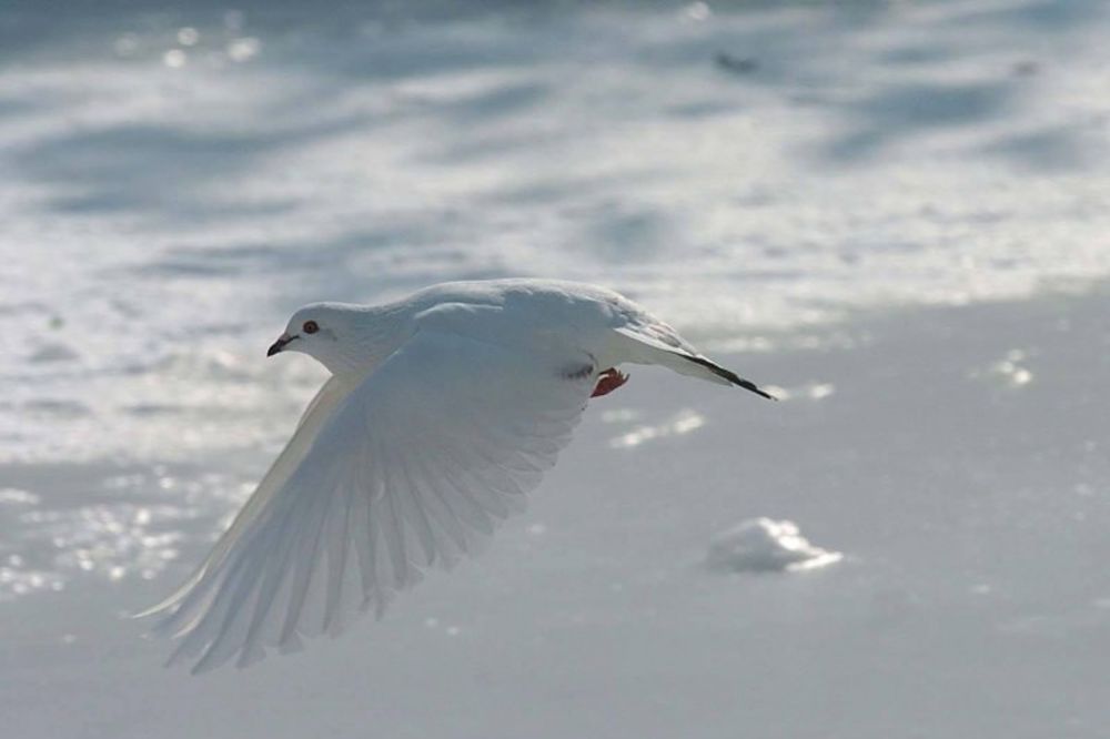 PTICE NARKO-DILERI: Beli golubovi prenosili drogu!