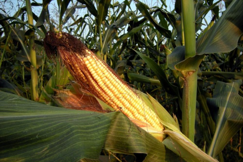 Žarko Galetin: Ishitrena priča o zaraženom kukuruzu