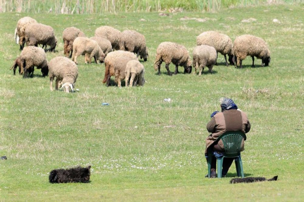 Psi lutalice kolju ovce, a lopovi ih kradu po Suvoboru
