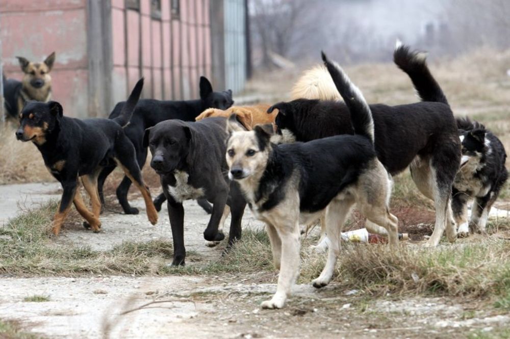 KRVAVI PIR: Psi lutalice zaklali 17 ćuraka na periferiji Paraćina