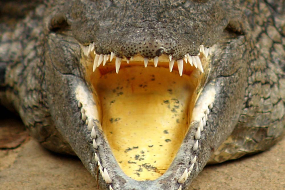 PRONAĐENI: Isplivao leš krokodila i pojedenog mladića