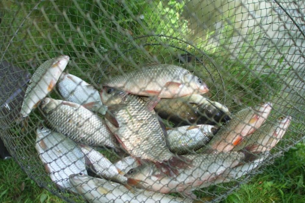 Mladići ukrali 800 kilograma ribe