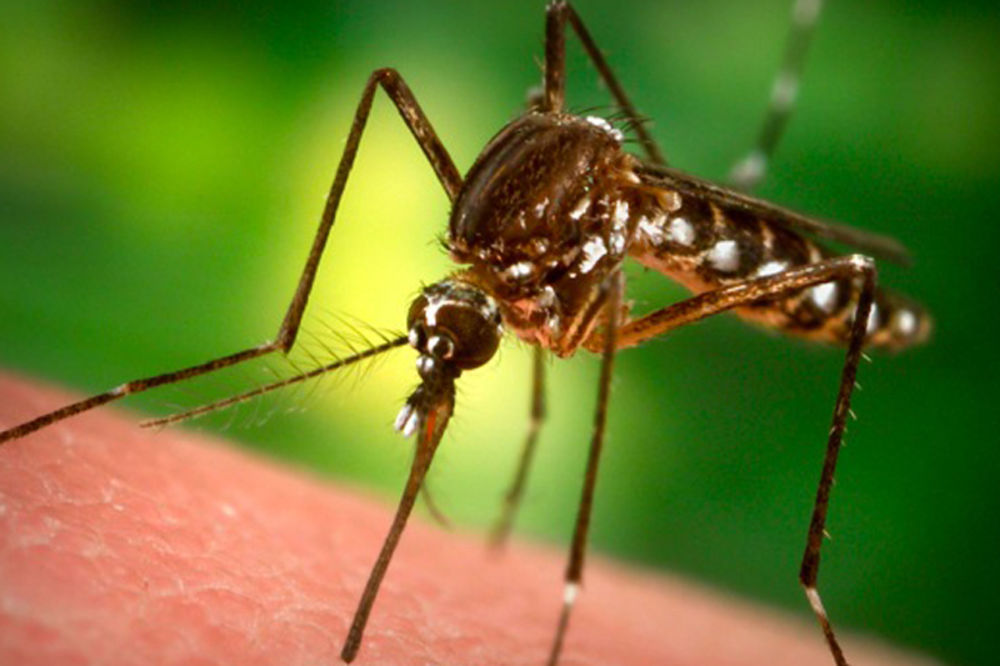 Povećan broj komaraca koji šire denga groznicu