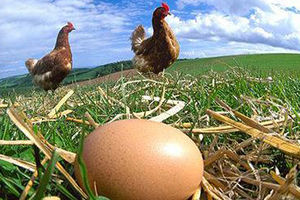 U Kostolcu za glas nude kokošku i jaja!