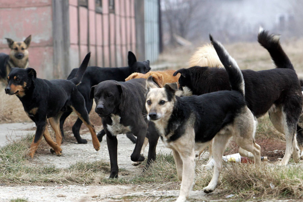 Drugi smrtni slučaj od ugriza pasa u Sofiji