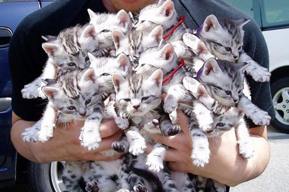 STANARI BESNI: Novosađanin u turističkoj agenciji drži 50 mačaka