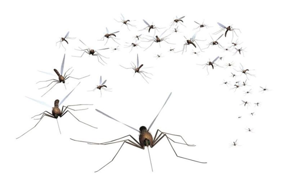 DOSKOČILI NAM: Komarci  ujedaju u 5 sati