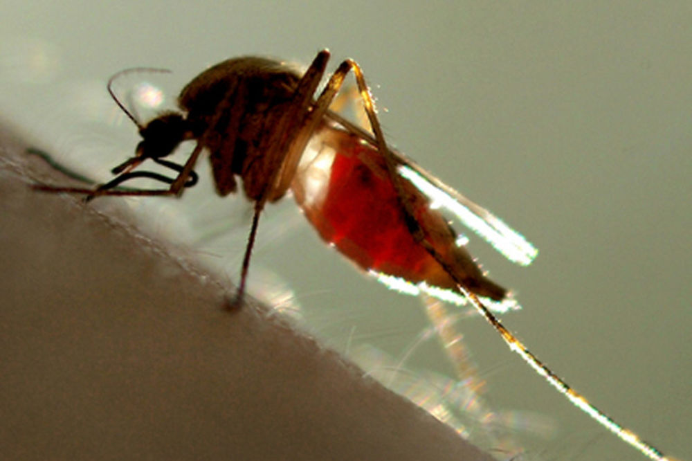 LESKOVAC: Rat pacovima i komarcima