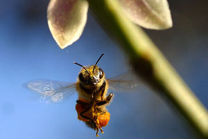 NOVA AKUPUNKTURA: Rak leče pčelinjim ubodima
