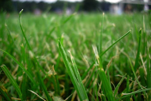 NAJDOSADNIJI POSAO NA SVETU: Plaćena da gleda kako trava raste!