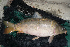 ZEMUN: Vanredna kontrola ribe na alaskoj pijaci