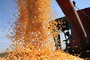 Galetin: Cena našeg kukuruza niska zbog lošeg kvaliteta