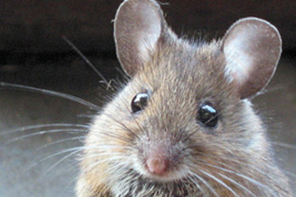 Japanci klonirali miša u 589 primeraka!