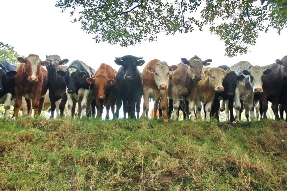 Bujanovac: Pritvorene krave i bikovi sa Kosova