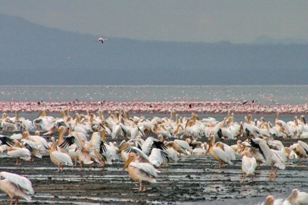 Fosil pelikana pronađeni u pustinji