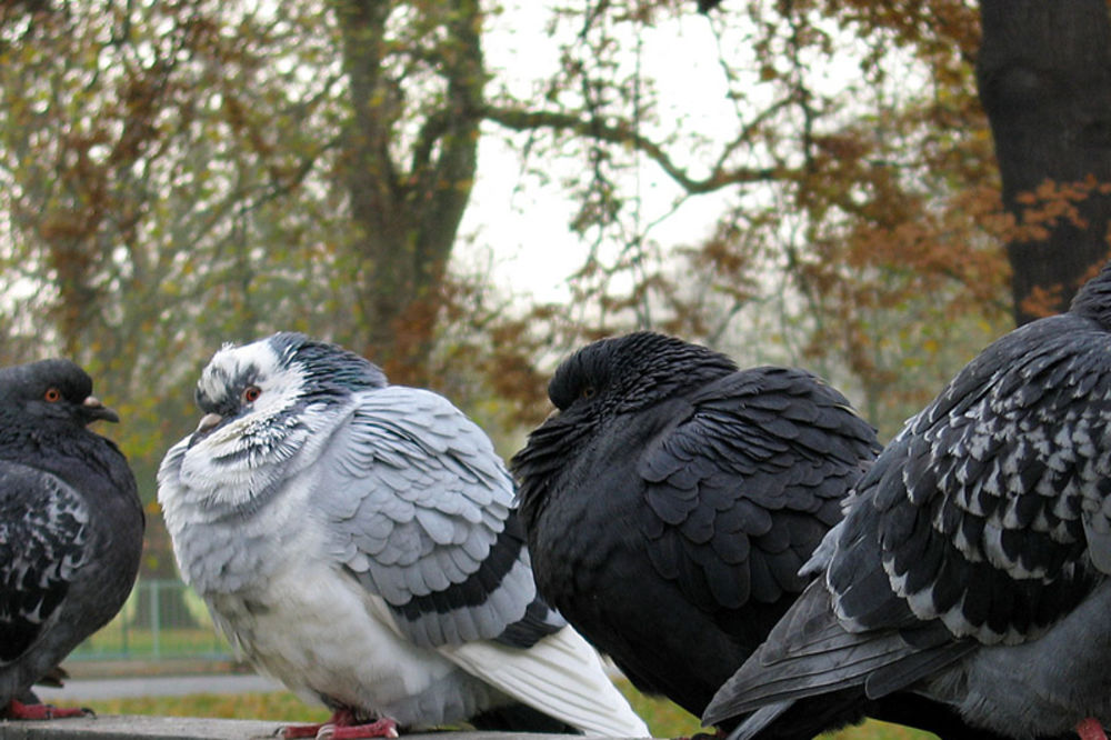 (VIDEO) VELIKO SPREMANJE BEČA: 36 evra je kazna za hranjenje golubova po gradu!