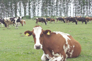 Kruševac subvencioniše osemenjavanje krava