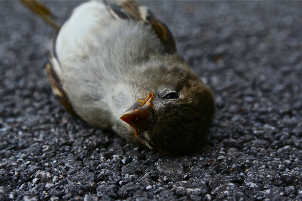 POMOR: Desetine mrtvih ptica kod Čačka
