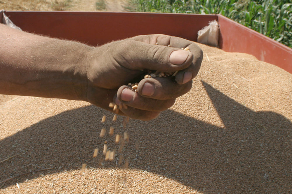 Robne rezerve da otkupe još 150.000 tona pšenice