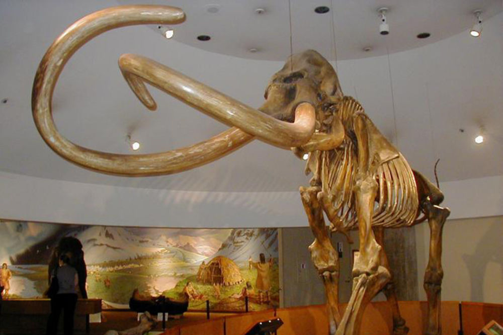 Pronađen skoro ceo skelet mamuta kod Pariza