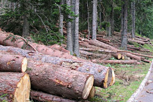 Nova Varoš: Drvoseču ubilo drvo koje je odsekao