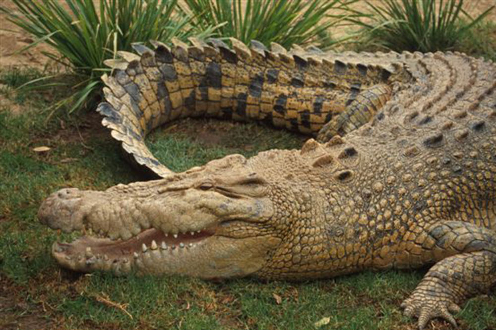 KOBNA ŽURKA: Skočio u reku punu krokodila