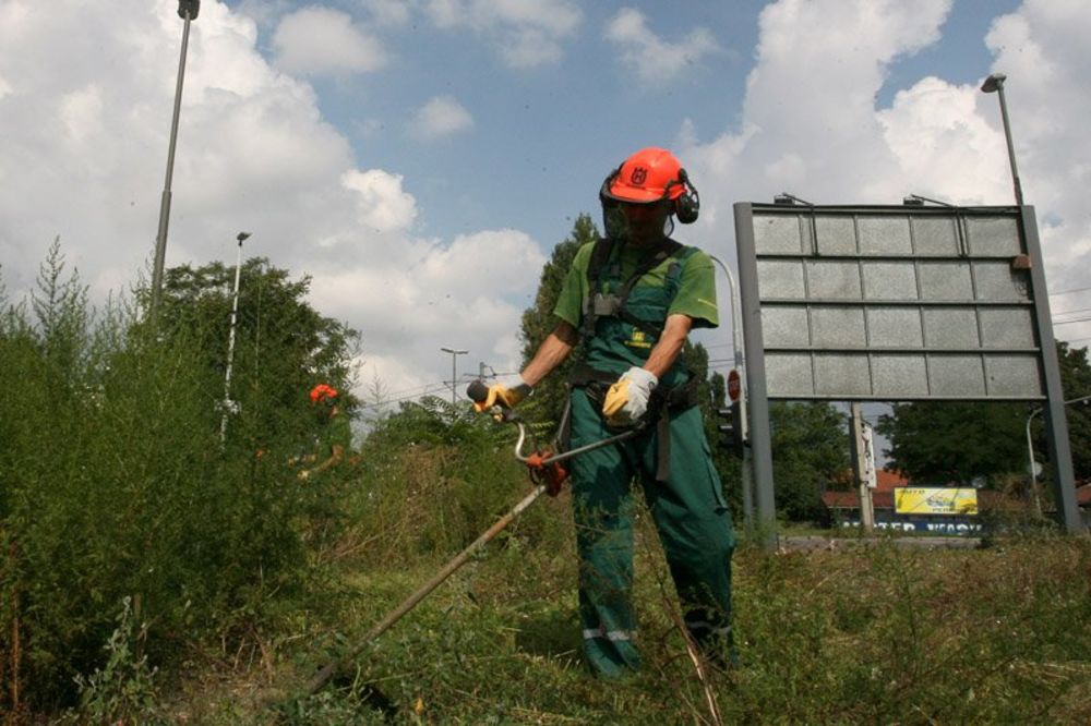 OPREZ: Beograd prepun otrovnih i smrtonosnih biljaka!