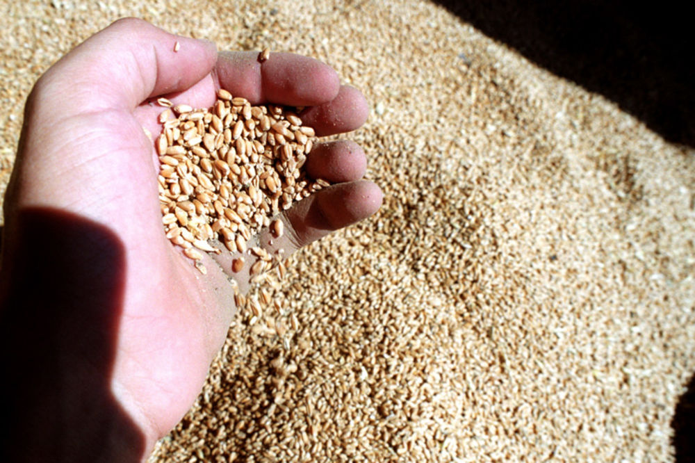 Ukinute carine na uvoz žitarica i uljarica