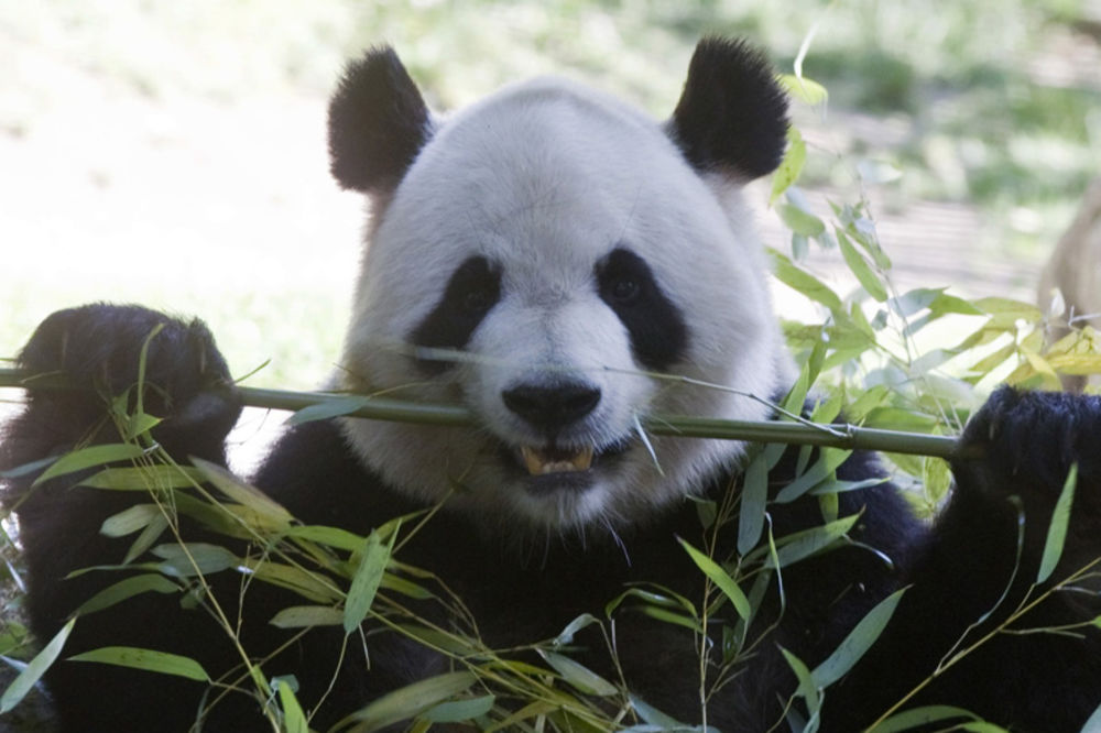 LUDILO: Pandama puštali porniće da bi se parili
