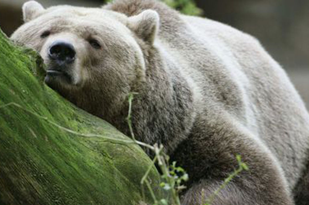 I jedan im mnogo: Švajcarci ubili jedinog medveda