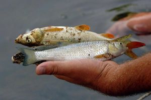 Pomor ribe u Jablanici
