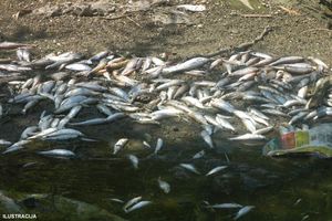 Pomor ribe u Belom Timoku