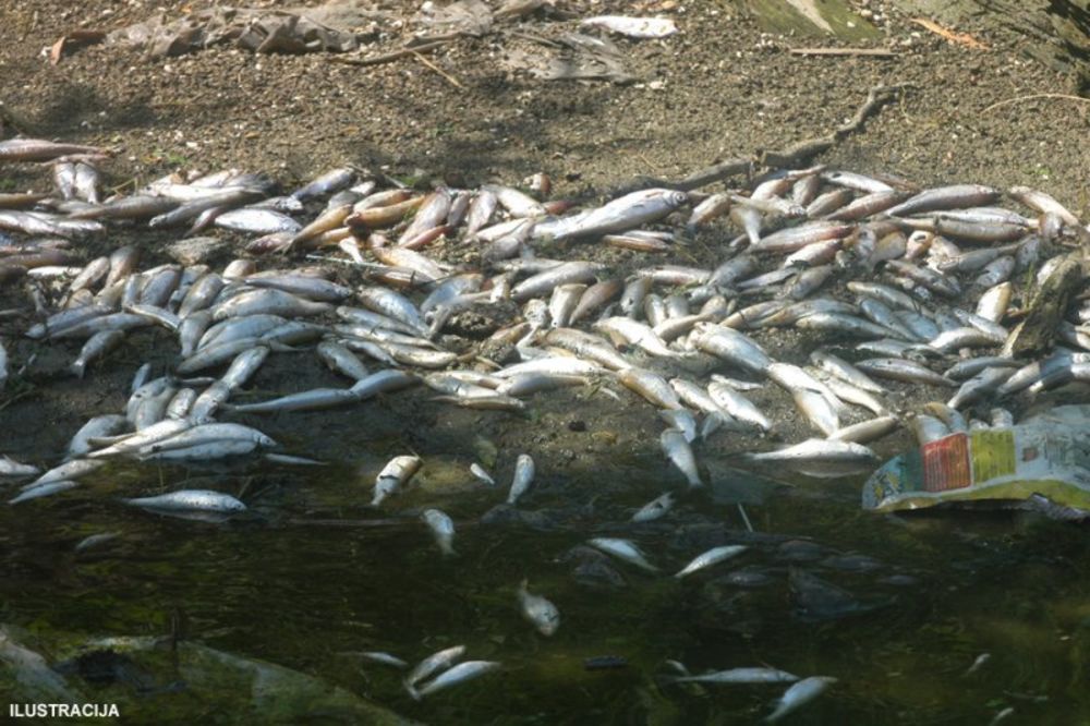 Pomor ribe u Parmencu kod Čačka