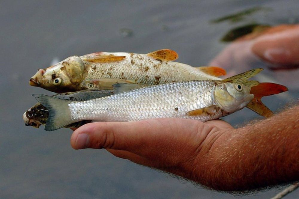 Krivična prijava za pomor ribe u Krivaji